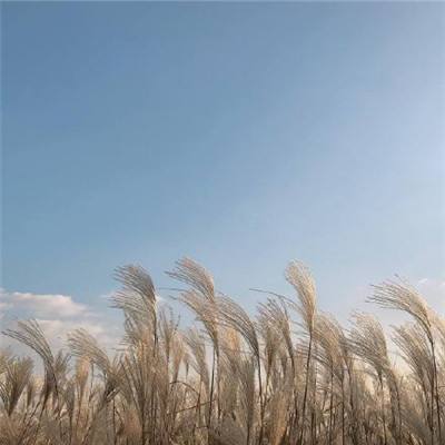 新华社权威快报丨上山文化遗址新发现！科学家揭示水稻从野生到驯化的10万年连续演化史